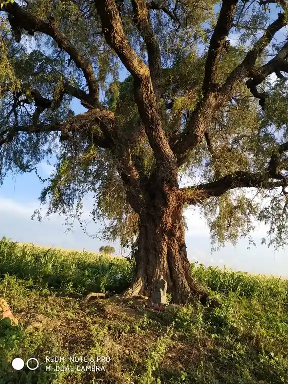 Arulmigu Nilaivasal Pidari Temple, Alunthalaipur - 624219 Arulmigu Nilaivasal Pidari Temple,  - 624219, Thiruchirappalli - Ancient Temple Architecture and History Image 3