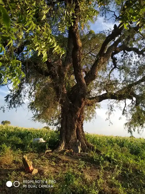 Arulmigu Nilaivasal Pidari Temple, Alunthalaipur - 624219 Arulmigu Nilaivasal Pidari Temple,  - 624219, Thiruchirappalli - Ancient Temple Architecture and History Image 4