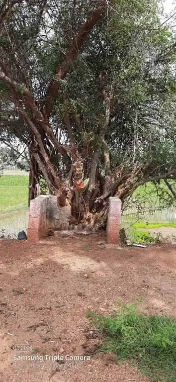 Arulmigu Ottanai Kannimaar Temple, Palapatty - 624201 அருள்மிகு ஒட்டனைக் கன்னிமார் திருக்கோயில், Palapatty - 624201, Dindigul - Ancient Temple Architecture and History Image 4