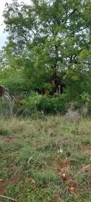 Arulmigu Paayikkoil, Ilathoor - 627809 Arulmigu Paayikkoil, Ilathoor - 627809, Tenkasi - Ancient Temple Architecture and History Image 2