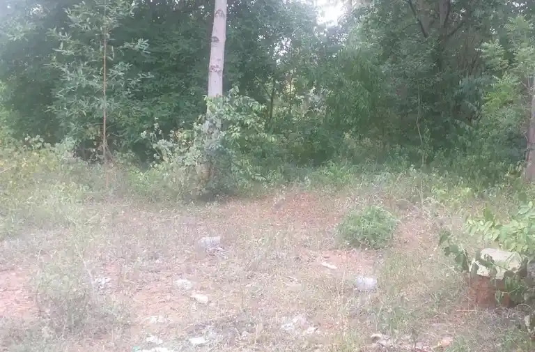 Arulmigu Pachaimalai Perumal Temple, Sitharevu - 624204