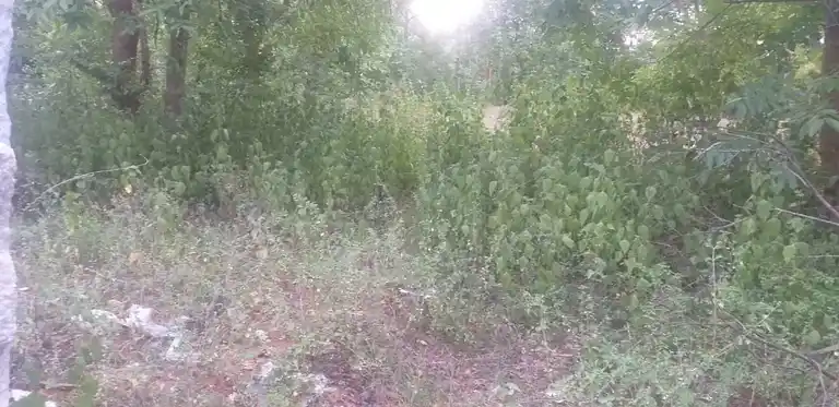 Arulmigu Pachaimalai Perumal Temple, Sitharevu - 624204 அருள்மிகு பச்சைமலைப்பெருமாள் திருக்கோயில், Sitharevu - 624204, Dindigul - Ancient Temple Architecture and History Image 3