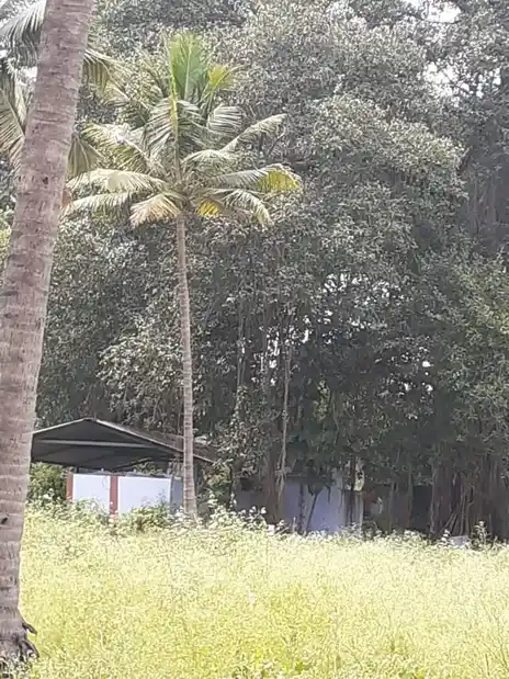 Arulmigu Palani Andavar Temple, Avalpundurai - 638115 அருள்மிகு பழனி ஆண்டவர் திருக்கோயில், Avalpundurai - 638115, Erode - Ancient Temple Architecture and History Image 4