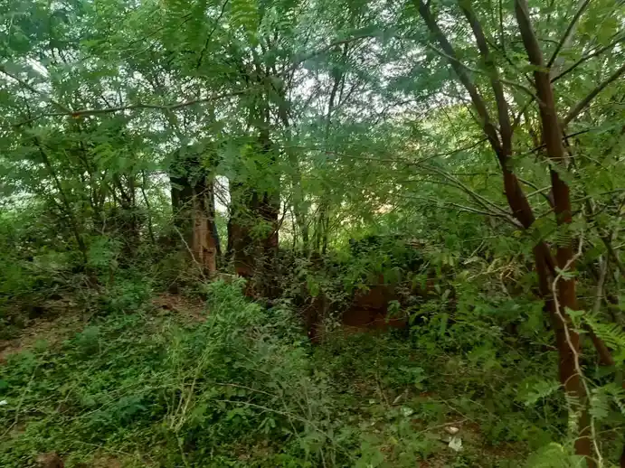 Arulmigu Palaniyandavar Temple, Latsathoppu, Thanjavur - 613004 அருள்மிகு பழநியாண்டவர் சுவாமி திருக்கோயில், Latsathoppu, Thanjavur - 613004, Thanjavur - Ancient Temple Architecture and History Image 2