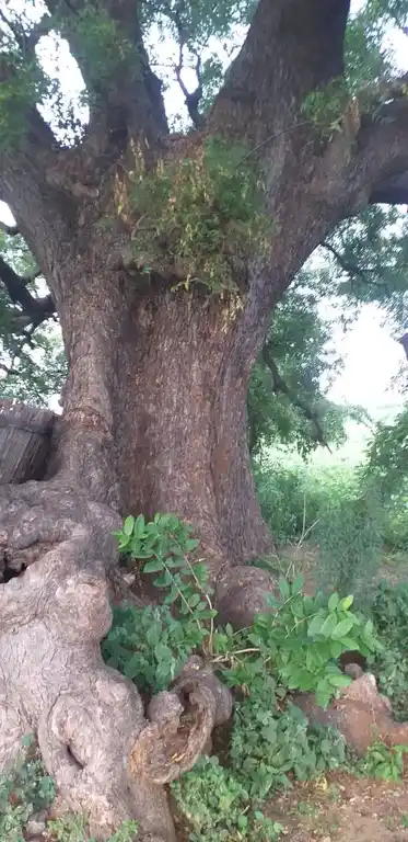 Arulmigu Palayamkotai Mariamman Temple And Muniyappa Swamy Temple, Palayam - 624620 அருள்மிகு பாளையம் கோட்டை மாரியம்மன் கோயில், Palayam - 624620, Dindigul - Ancient Temple Architecture and History Image 4