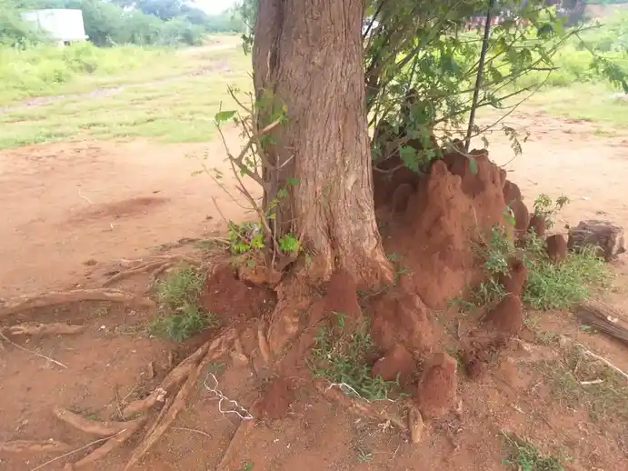 Arulmigu Pambalamman Temple, Sandhuvarpatty - 639001 அருள்மிகு பாம்பாலம்மன் திருக்கோயில், Sandhuvarpatty - 639001, Karur - Ancient Temple Architecture and History Image 3