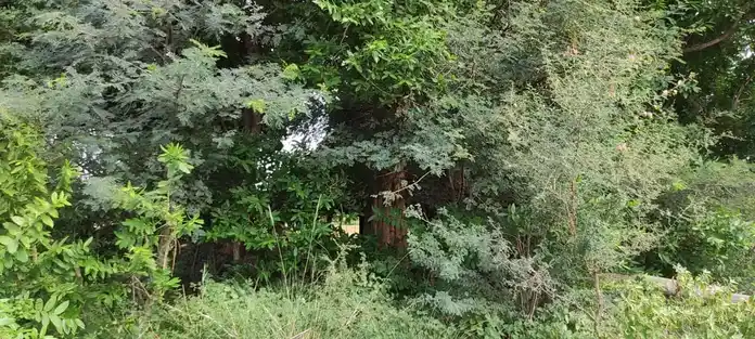 Arulmigu Pambarakkodanki Maalaikoil, Naganoor - 621313 அருள்மிகு பம்பரக்கோடாங்கி மாலைக்கோயில், நாகனூர், குளித்தலை, கரூர். கோயில்,  - 621313, Karur - Ancient Temple Architecture and History Image 5