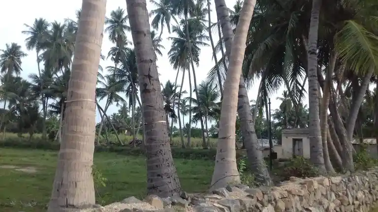 Arulmigu Panaiyadi Karuppannasamy Temple, Mohanur - 637015 அருள்மிகு பனையடி கருப்பண்ணசாமி திருக்கோயில், Mohanur - 637015, Namakkal - Ancient Temple Architecture and History Image 4