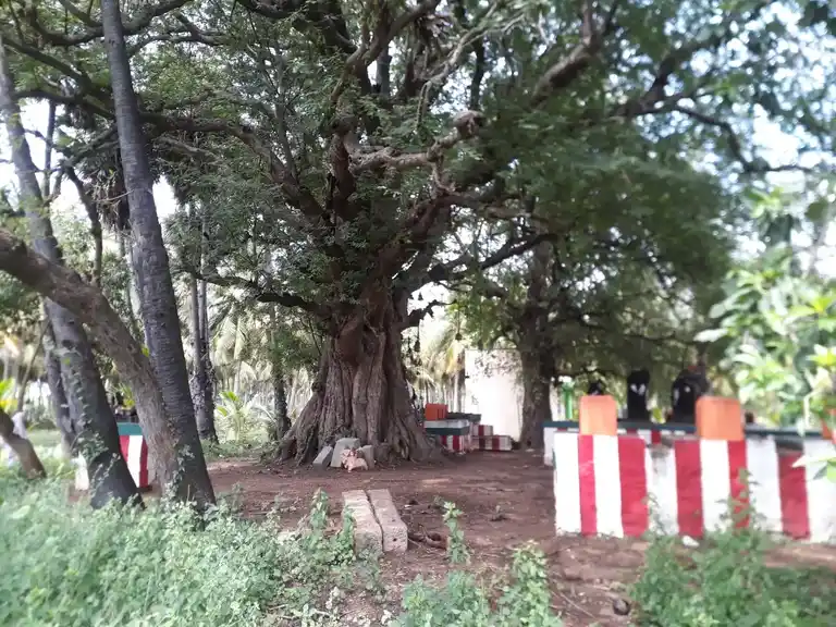 Arulmigu Panchayiramudaiya Ayyanar Temple, Kalukarkadai - 630611 அருள்மிகு. பூஞ்சாயிரமுடைய அய்யனார் திருக்கோயில், Kalukarkadai - 630611, Sivagangai - Ancient Temple Architecture and History Image 5