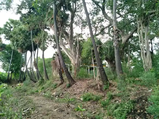 Arulmigu Pandiya Rajakkal Temple, Pudukudi - 628601 அருள்மிகு பாண்டிய ராஜாக்கள் திருக்கோயில், Pudukudi - 628601, Thoothukudi - Ancient Temple Architecture and History Image 5