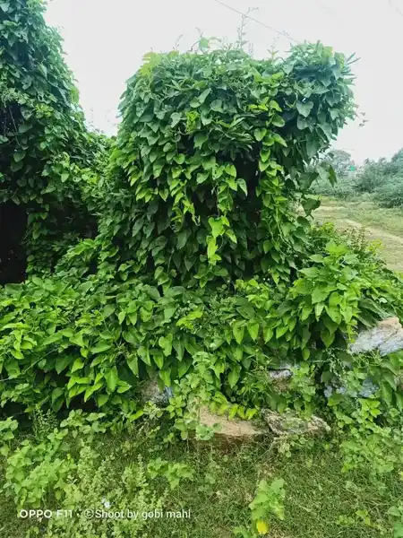 Arulmigu Paradesiyappar Swamy Temple, Ramanathapuram - 624802