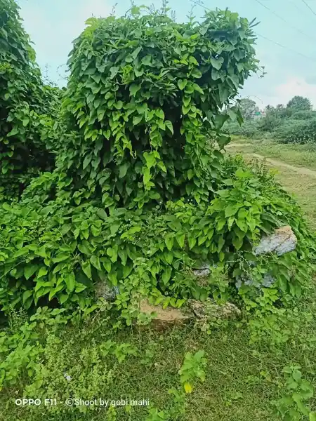 Arulmigu Paradesiyappar Swamy Temple, Ramanathapuram - 624802 அருள்மிகு பரதேசி அய்யர் சுவாமி கோயில், Ramanathapuram - 624802, Dindigul - Ancient Temple Architecture and History Image 2