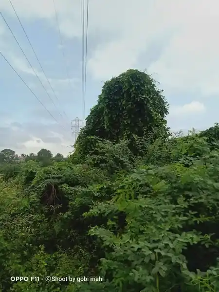 Arulmigu Paradesiyappar Swamy Temple, Ramanathapuram - 624802 அருள்மிகு பரதேசி அய்யர் சுவாமி கோயில், Ramanathapuram - 624802, Dindigul - Ancient Temple Architecture and History Image 3