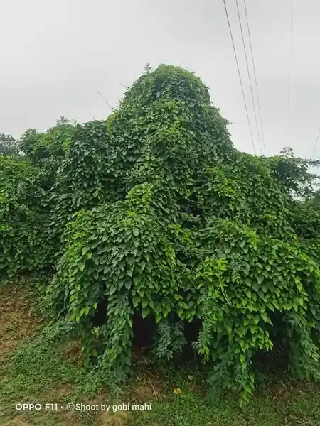 Arulmigu Paradesiyappar Swamy Temple, Ramanathapuram - 624802 அருள்மிகு பரதேசி அய்யர் சுவாமி கோயில், Ramanathapuram - 624802, Dindigul - Ancient Temple Architecture and History Image 4