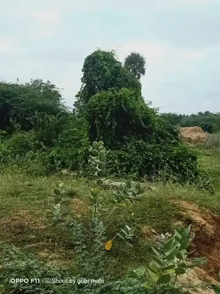 Arulmigu Paradesiyappar Swamy Temple, Ramanathapuram - 624802 அருள்மிகு பரதேசி அய்யர் சுவாமி கோயில், Ramanathapuram - 624802, Dindigul - Ancient Temple Architecture and History Image 5