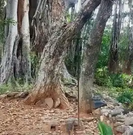 Arulmigu Paraiur Karupasamy Temple, Thadagoundanpalayam, Thadagoundanpalayam - 638052 அருள்மிகு பறையர் கருப்புசாமி திருக்கோயில், Thadagoundanpalayam, Thadagoundanpalayam - 638052, Erode - Ancient Temple Architecture and History Image 3