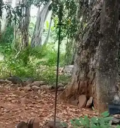 Arulmigu Paraiur Karupasamy Temple, Thadagoundanpalayam, Thadagoundanpalayam - 638052 அருள்மிகு பறையர் கருப்புசாமி திருக்கோயில், Thadagoundanpalayam, Thadagoundanpalayam - 638052, Erode - Ancient Temple Architecture and History Image 4