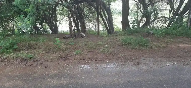 Arulmigu Parijatha Karuppanaswamy Temple, Chokkampatti - 625103