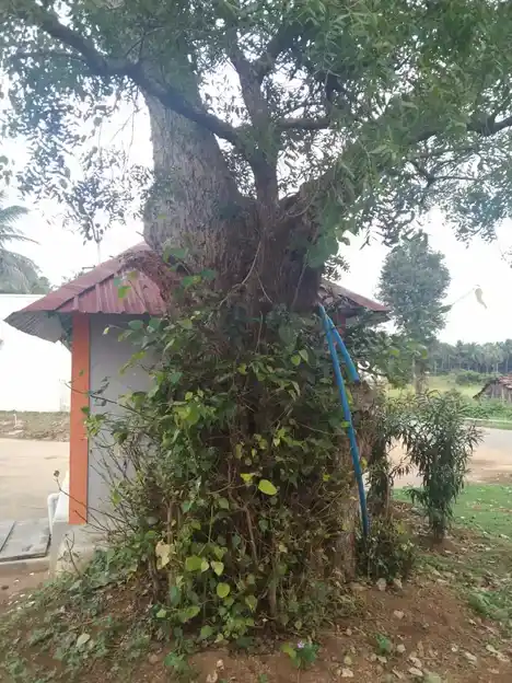 Arulmigu Pattatharasiamman Temple, Chettikapalayam - 642120 அருள்மிகு பட்டத்தரசியம்மன் திருக்கோயில், Chettikapalayam - 642120, Coimbatore - Ancient Temple Architecture and History Image 4