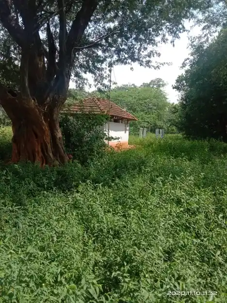 Arulmigu Pattatharasiamman Temple, Reddiapatty - 624206 அருள்மிகு பட்டதரசியம்மன் கோயில், Reddiapatty - 624206, Dindigul - Ancient Temple Architecture and History Image 2