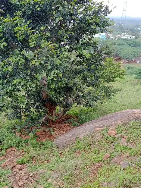 Arulmigu Pattathu Kannimaar Temple, Kombaipatty - 624202
