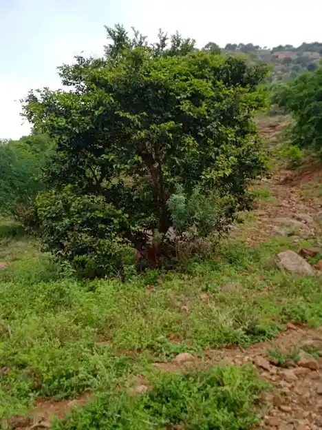 Arulmigu Pattathu Kannimaar Temple, Kombaipatty - 624202 அருள்மிகு பட்டத்து கன்னிமார் திருக்கோயில், Kombaipatty - 624202, Dindigul - Ancient Temple Architecture and History Image 2