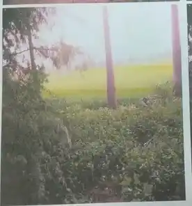 Arulmigu Pattavar Temple, Kothrappatti - 622108 Arulmigu Pattavar Temple, Kothrappatti - 622108, Pudukkottai - Ancient Temple Architecture and History Image 4