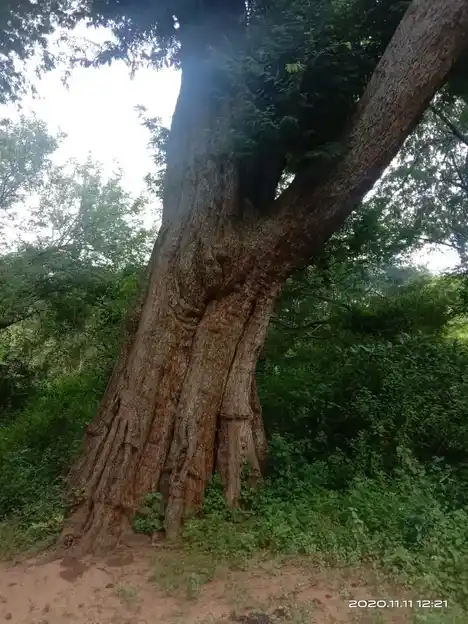 Arulmigu Periandavar Temple, Ammapatty - 624622 அருள்மிகு பெரியாண்டவர் திருக்கோவில், Ammapatty - 624622, Dindigul - Ancient Temple Architecture and History Image 4