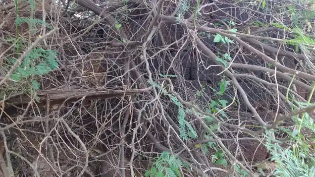 Arulmigu Periyakaandiyamman Temple, Maatthur - 622515 அருள்மிகு பெரியகாண்டியம்மன் திருக்கோயில், Maatthur - 622515, Pudukkottai - Ancient Temple Architecture and History Image 4