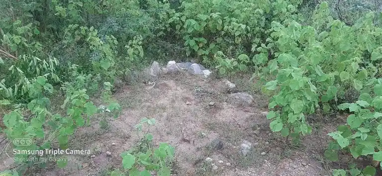 Arulmigu Periyakulakarai Kannimaar Temple, Madur - 624306