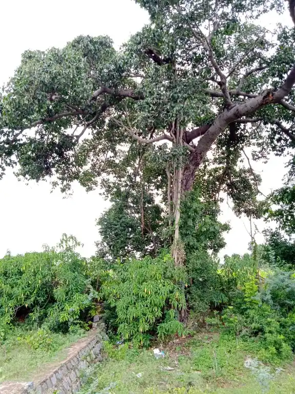 Arulmigu Periyandavar Temple, Kadukoor - 621705 Temple