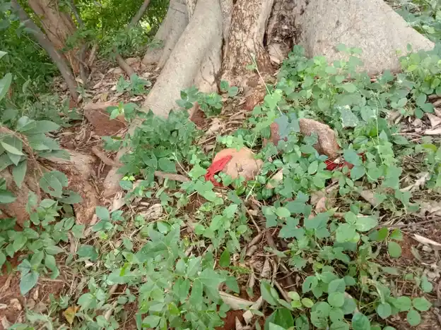 Arulmigu Periyandavar Temple, Mannuzhi - 621705 Arulmigu Periyandavar Temple,  - 621705, Ariyalur - Ancient Temple Architecture and History Image 2