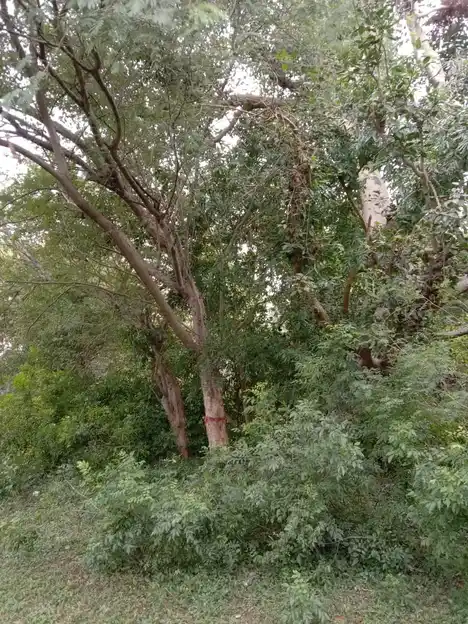 Arulmigu Periyandavar Temple, Mannuzhi - 621705 Arulmigu Periyandavar Temple,  - 621705, Ariyalur - Ancient Temple Architecture and History Image 3