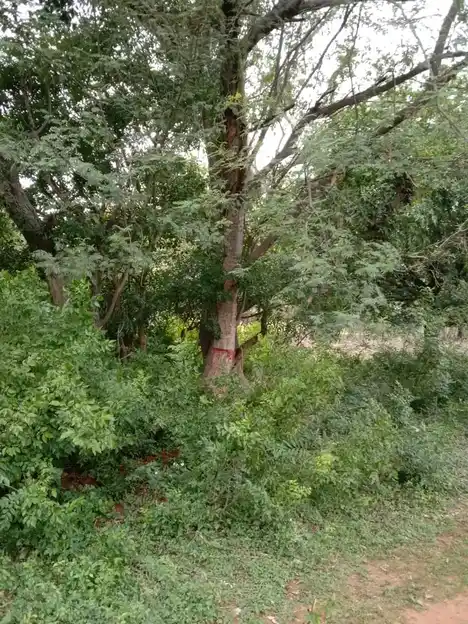 Arulmigu Periyandavar Temple, Mannuzhi - 621705 Arulmigu Periyandavar Temple,  - 621705, Ariyalur - Ancient Temple Architecture and History Image 4