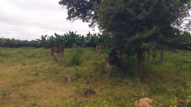 Arulmigu Periyasami Temple, Melakaruppur - 621707 Arulmigu Periyasami Temple,  - 621707, Ariyalur - Ancient Temple Architecture and History Image 2