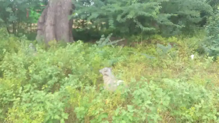 Arulmigu Perumal Temple, Karvadi - 621305 Arulmigu Perumal Temple, Karvadi - 621305, Thiruchirappalli - Ancient Temple Architecture and History Image 4