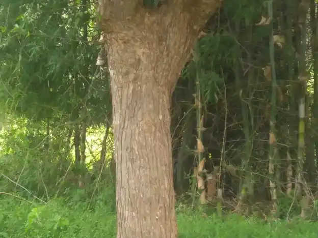 Arulmigu Perumal Temple, Konapatti, Konapatti - 625501 அருள்மிகு பெருமாள் திருக்கோயில், Konapatti, Konapatti - 625501, Madurai - Ancient Temple Architecture and History Image 2