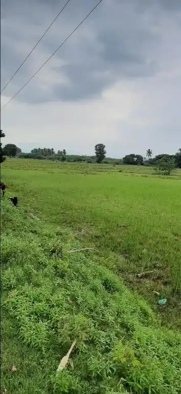 Arulmigu Perumal Temple, Koolapandi - 625014 அருள்மிகு பெருமாள் திருக்கோயில், Koolapandi - 625014, Madurai - Ancient Temple Architecture and History Image 2