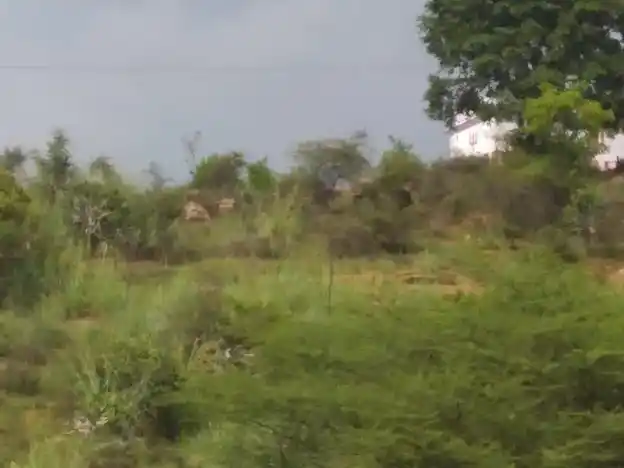 Arulmigu Perumal Temple, Kovilpatti - 625501