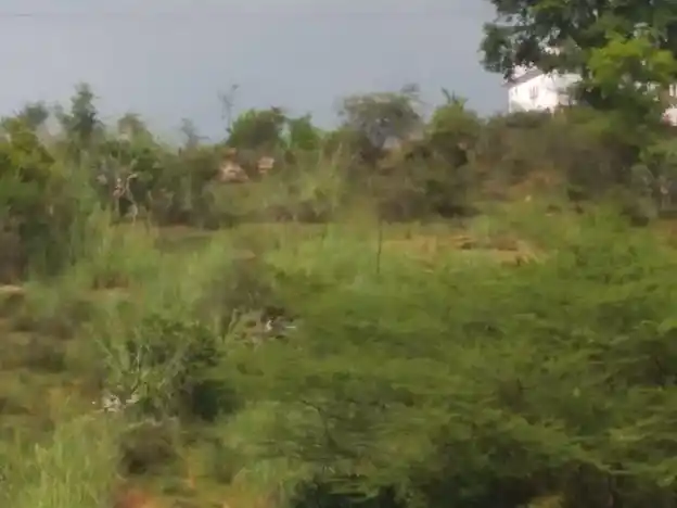 Arulmigu Perumal Temple, Kovilpatti - 625501 அருள்மிகு பெருமாள் திருக்கோயில், கோவில்பட்டி - 625501, Madurai - Ancient Temple Architecture and History Image 2