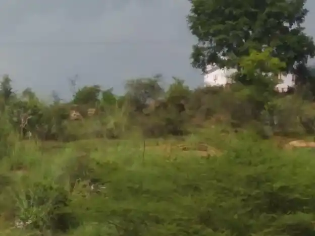 Arulmigu Perumal Temple, Kovilpatti - 625501 அருள்மிகு பெருமாள் திருக்கோயில், கோவில்பட்டி - 625501, Madurai - Ancient Temple Architecture and History Image 4