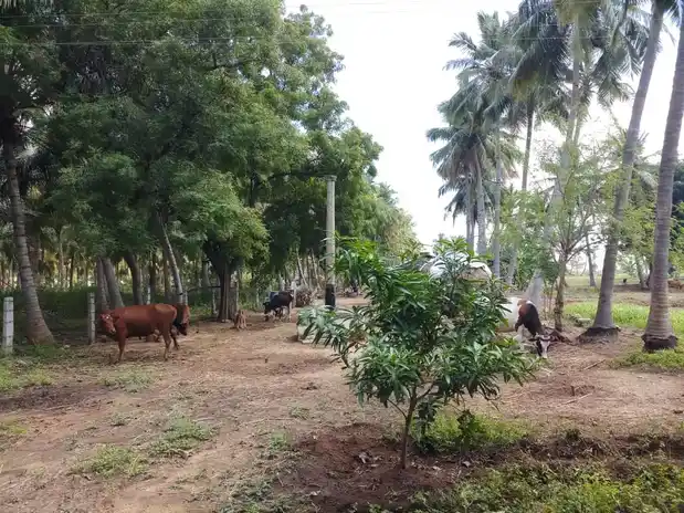 Arulmigu Perumal Temple, Padiyur - 624005 அருள்மிகு பெருமாள் கோயில், Padiyur - 624005, Dindigul - Ancient Temple Architecture and History Image 3