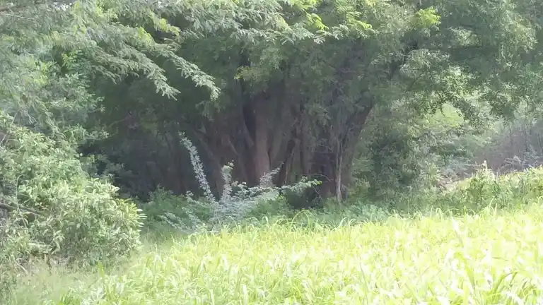 Arulmigu Perumal Temple, Ponnampatti - 625704