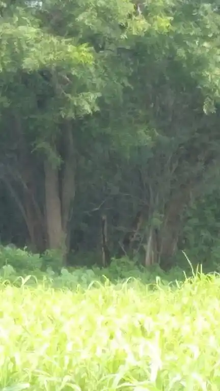 Arulmigu Perumal Temple, Ponnampatti - 625704 அருள்மிகு பெருமாள் திருக்கோயில், Ponnampatti - 625704, Madurai - Ancient Temple Architecture and History Image 3