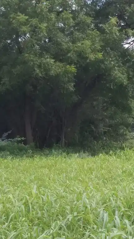 Arulmigu Perumal Temple, Ponnampatti - 625704 அருள்மிகு பெருமாள் திருக்கோயில், Ponnampatti - 625704, Madurai - Ancient Temple Architecture and History Image 4