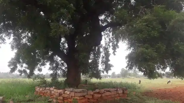 Arulmigu Perumal Temple, Silvarpatti - 624709