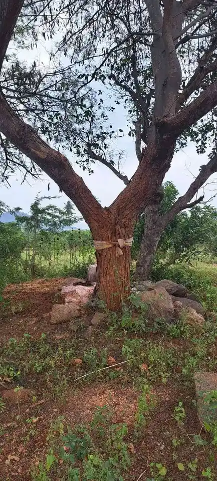 Arulmigu Perumal Temple, Sithuvarpatty - 624801 அருள்மிகு பெருமாள் திருக்கோயில், Sithuvarpatty - 624801, Dindigul - Ancient Temple Architecture and History Image 3