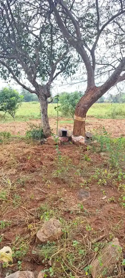 Arulmigu Perumal Temple, Sithuvarpatty - 624801 அருள்மிகு பெருமாள் திருக்கோயில், Sithuvarpatty - 624801, Dindigul - Ancient Temple Architecture and History Image 4