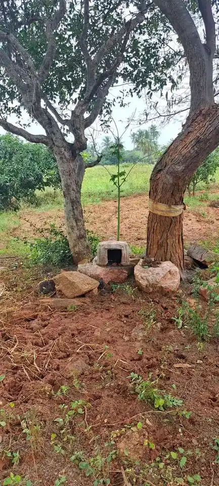 Arulmigu Perumal Temple, Sithuvarpatty - 624801 அருள்மிகு பெருமாள் திருக்கோயில், Sithuvarpatty - 624801, Dindigul - Ancient Temple Architecture and History Image 5