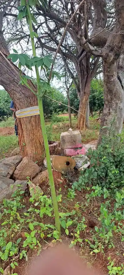 Arulmigu Perumal Temple, Sithuvarpatty - 624801 அருள்மிகு பெருமாள் திருக்கோயில், Sithuvarpatty - 624801, Dindigul - Ancient Temple Architecture and History Image 8